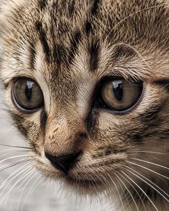 Chaton face à une mante religieuse — Zoom : Yeux du chat