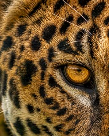 Jaguar en milieu naturel — Zoom : Œil ambré du prédateur