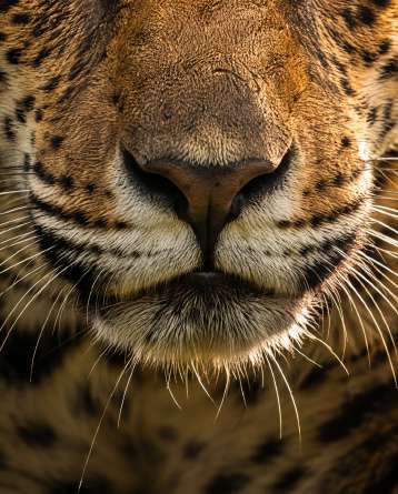 Jaguar en milieu naturel — Zoom : Museau et vibrisses