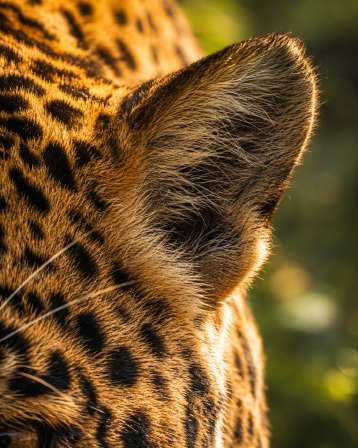 Jaguar en milieu naturel — Zoom : Oreille du jaguar