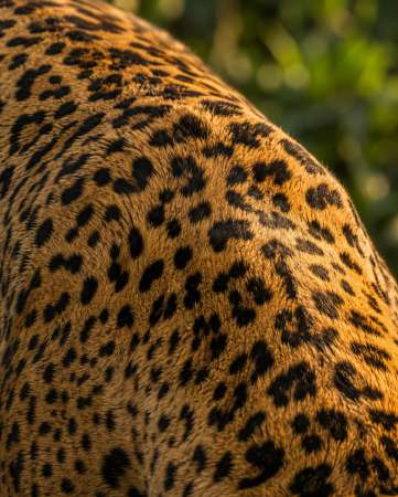 Jaguar en milieu naturel — Zoom : Rosettes et texture du pelage