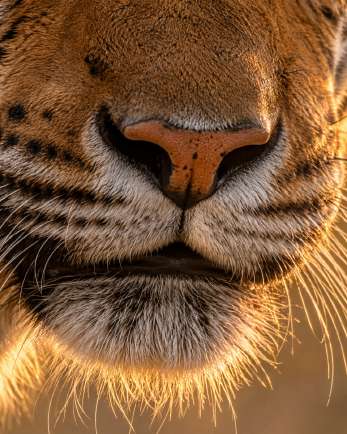 Tigre sauvage dans son milieu naturel — Zoom : Museau et vibrisses
