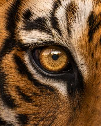 Tigre sauvage dans son milieu naturel — Zoom : Oeil du tigre