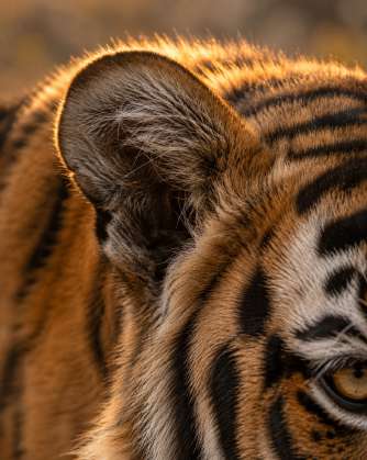 Tigre sauvage dans son milieu naturel — Zoom : Oreille