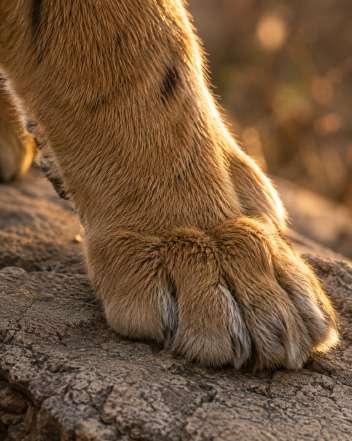 Tigre sauvage dans son milieu naturel — Zoom : Patte du tigre sur la roche