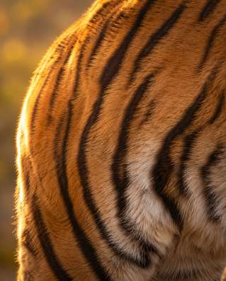 Tigre sauvage dans son milieu naturel — Zoom : Pelage et rayures